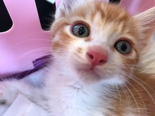 子猫にはミラクルがある」長く生きられないと言われた保護猫、9等身 