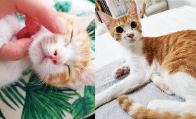 �u�q�L�ɂ̓~���N��������v�����������Ȃ��ƌ���ꂽ�ی�L�A9���g���f���̌^�C�P�����ɋV�`�F���W