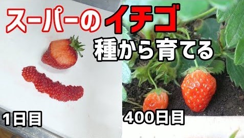 スーパーで買ったイチゴから栽培 愛情たっぷりの 再生栽培 動画が話題 植物の生命力感じる Oricon News