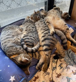 �����̂ɖ��W�����L�����Ɂu���܂�ς���ė⊴�}�b�g�ɂȂ肽���v�u�߂����ᖧ�I�v