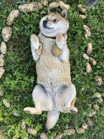 ���Ⴊ�����ŘB�����ꂽ�h�����h�a���H �������\��ɂق�����