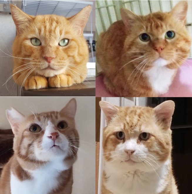 茶トラの猫は顔がデカい 毛色で変わる猫の傾向とは 保護時の注意点も明かす Oricon News