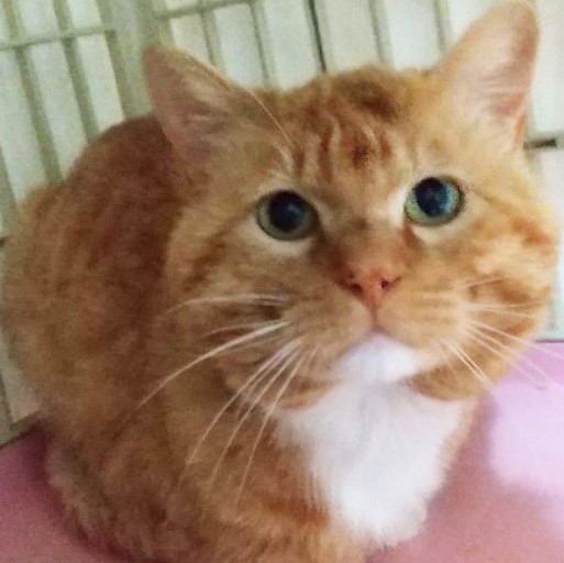 茶トラの猫は顔がデカい 毛色で変わる猫の傾向とは 保護時の注意点も明かす 2ページ目 Oricon News