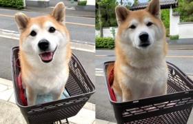 ���|�̗p�����ς܂��Ă����Č��A�\��̗����ɔ���