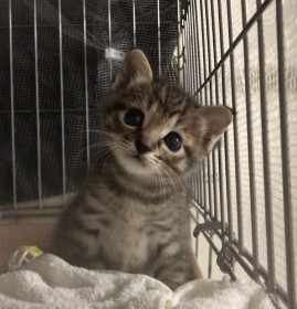 �x���̐S�𓐂񂾍߁H �E���ŃJ�o������o�Ă����q�L�Ɏv�킸�u���킢���`�v