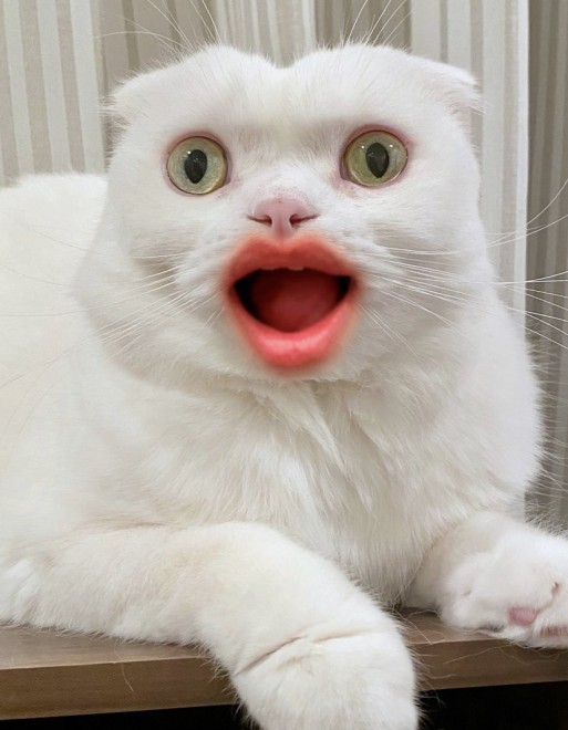 悪夢みたい…」衝撃的な“くちびる猫”に12万のいいね リプ欄にも恐怖写真が続々 | ORICON NEWS