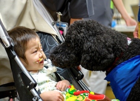 手術に寄り添う 病院勤務犬 の意義 癒すだけではない 犬が患者にもたらす力 Oricon News