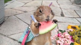  �g���ʔŁh�s�[�^�[���r�b�g�H �H�����悪�b��̃v���[���[�h�b�O�A�u�U�����Ɍ��ƈ��A���킷�Ќ𐫂��v