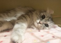 �u�����l������������ꂽ�L�v�A����������������傪������g�Ƒ��h�̍K��