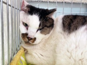 �V�h�̕��꒬�Łu�l�Y�~�߂�v�Ɉ��������������L�A�Ăׂ΁u�ɂ�`�v�Ɠ�������S�̕ی�L����