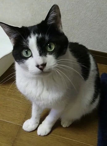こんなに可愛いのに 譲渡会で縁が結ばれない 猫エイズ陽性のナナがつかんだ赤い糸 Oricon News