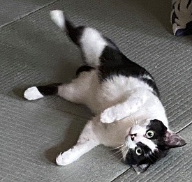 �u����Ȃɉ����̂Ɂc�v���n��ŉ������΂�Ȃ��A�L�G�C�Y�z���̃i�i�����񂾐Ԃ���