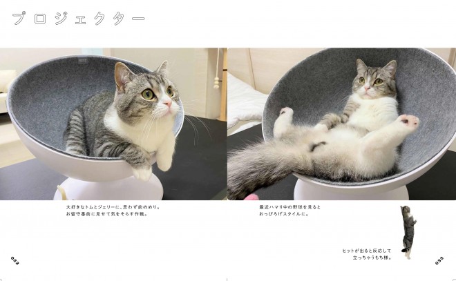 6億回見られた猫『もちまる日記』なぜ人気？ “下僕さん”が明かす裏側と