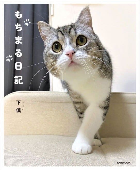 6億回見られた猫『もちまる日記』なぜ人気？ “下僕さん”が明かす裏側と“もち様”の正体「中身は犬」 2ページ目 | ORICON NEWS