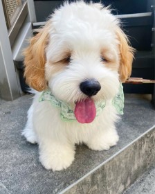 ���ʔŃs�J�`���E�H ������h�V���V���ȕ\��h�����������ɔ���