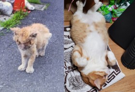 ��i�������{���{���c�ߌ��̒n��L���K���́u�ւ��V�I�v�A��Ղ̕����𐋂���܂�