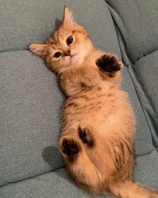 �u�g���킢���h�Ƃ����C����_���������ꂽ�v�~�k�G�b�g�ɑS�L�D�����@�����Ƃ̗��݂�������