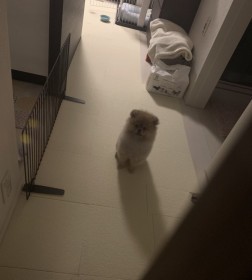 �u���čs���ꂽ�₵����Â��ɔ���������e���ɔ���