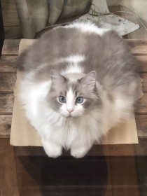 8.3�L���̈��L���n���������H �Ռ��摜�Ɂu���O�h�[���͉t�́v�u�ق�܂ɗn���Ă�I�v��17��������