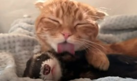 �����Z�t�F���b�g���y���y�����閖���q�L�A������̎v��