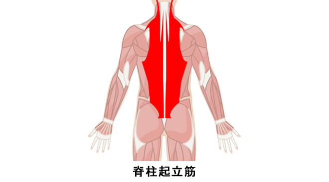 僧帽筋 枕 トレーニー オファー