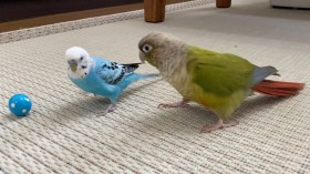 �g�Ўv������C���R�h�����炵���s���Ɂu�܏o��v�A���X�̋C���������߂��������c�u�����܂ŌQ��̒��ԁv