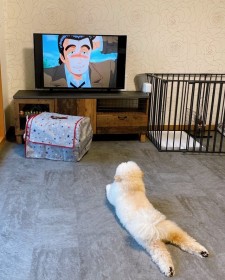 �ċx�ݒ��̏��w���̂悤�c�S���Q���Ȃ���A�j�������錢�ɔ���