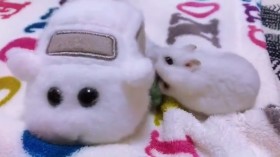 �u�悹�Ă������[���I�v�����J�[�Ńh���C�u�ɍs�������n���X�^�[�g�������Փ��h�̐��̂́H