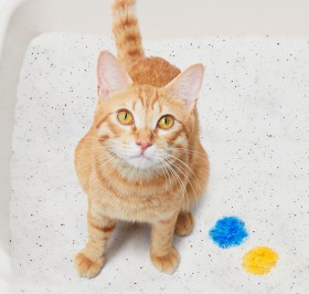 �u���L�̂��߂ɂł��邱�Ƃ���ł����₵�����v�A�����ł���L���g�����ɂ��h���i���ւ̎v��