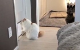 �����̓Q�[�Z�����H ���t���t�Ȃ̂ɃL�����Q�́g���ۂ̒B�L�h�@�M�S�ȗ��K����Ɂu�S���������v�u���Y���������I�v