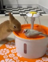 「まるで絵本の世界！」赤ちゃんウサギの“突入”に文鳥が取った行動は？ 飼い主も「見直した」意外な一面