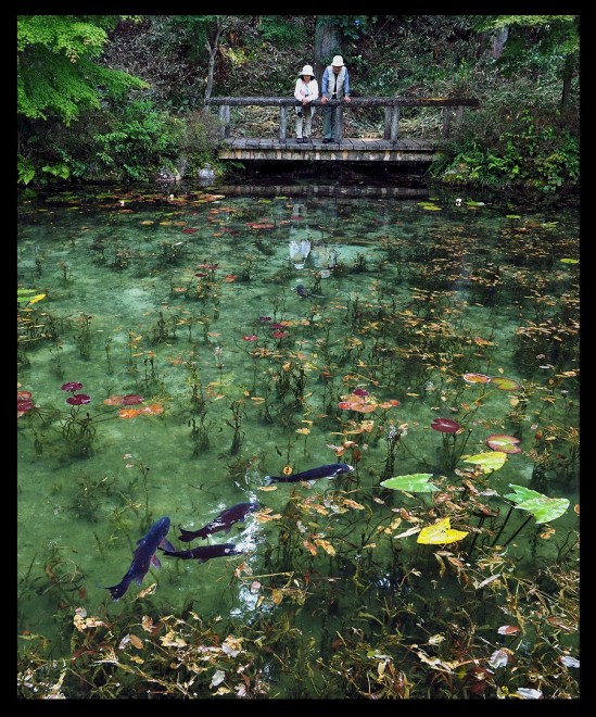 モネの池」注目から6年、90万人が訪れる観光スポットに 賑わいの一方