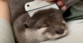 �C�����悷���Ĕ��ڂɁH �������̃u���b�V���O�ɂ����Ƃ肷��J���E�\�Ɂu�Ȃ񂿂�[�����v�A����͐��E�Œ��ڂ���1923���Đ�