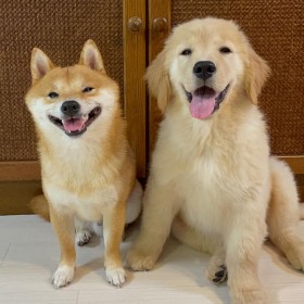 ����̂悤�ɏ΂�2�C�́h���J�Ί�h�ɂ���Ă��܂��l���o