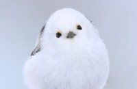 『● ▲ ●』は人間の本能に訴えかける”可愛さ”、SNS人気の野鳥・シマエナガ「実直な一面が魅力」