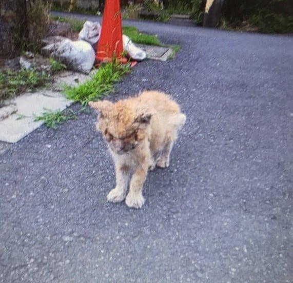 自作自演も 猫にエサをあげてみた 動画に批判 動物虐待を 通報 しても救えない葛藤 Oricon News