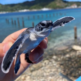 ����邪�܂܂̃E�~�K���̐Ԃ����Ɂu���܂��v�@�H�p�Ő�Ŋ�@�ɕm�����E�~�K���ۑS�����̗���