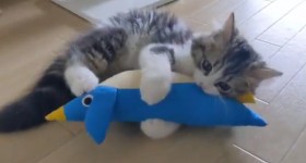 �}�ɂ�������ɖ����ɂȂ����q�L�u����̖�ɉ����������H�v