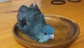 �u����C���H�v�Ɠ�������C���R�̂܂�����g�����h�p�ɋ����̐��A�u���i�͖������Ń��C���h�Ɂv��������f��