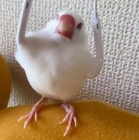 「仕上がってるよー！」上腕二頭筋モリモリ？ マッチョな文鳥に反響 「うちの子にも！」の声に注意も