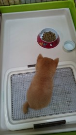 ���Ă̎e���A���߂āh�҂āh���ł������@�k����w���Ɋ���������