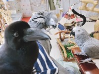 �y�b�g�̒������ɂ�����ރJ���X�A�f���ɂ����΂��J�b�g�����p���b��� �g���a���h�̏I�����{�����߂����e�҂̎v��