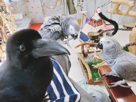 �y�b�g�̒������ɂ�����ރJ���X�A�f���ɂ����΂��J�b�g�����p���b��� �g���a���h�̏I�����{�����߂����e�҂̎v��