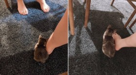 ��w�����ی삵���q�L�̂P�����̋}�������Ղ�Ɂu���킦�������v