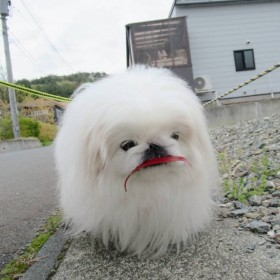 �l�X�ȃ��m�ɋ[�Ԃ��郏���R�̒B�ς����U���p�ɔ���