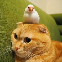 �L�̏�ł��낮�����c��Ղ̂悤�Ȓ��ǂ��o�����b��@�u�ǂ�Ȃɒ����ǂ��Ă��K�������v������̑z��