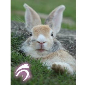 ���������ό��q�ɖ|�M����Ă���H�@�쐶��500�H�ȏ㐶������u�������̓��v�Ɏʐ^�Ƃ��x��