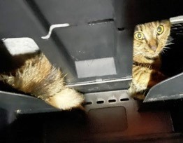 �u�L�͂���ς�t�̂������c�v�Ԃ̃_�b�V���{�[�h�ɂ͂܂����q�L�A�ی�̃v���������g�L�o���o���h�̕K�v��