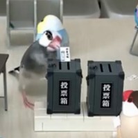 �u���������đI���ɍs���H�v�@�~�j�`���A�g��������ɒ��ځA�Ō�͓��[���ɏ��c����r��̌����Ƃ́H