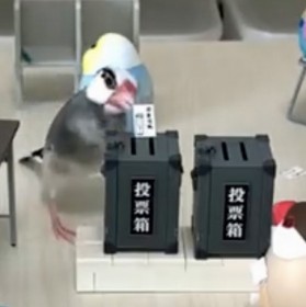 �u���������đI���ɍs���H�v�@�~�j�`���A�g��������ɒ��ځA�Ō�͓��[���ɏ��c����r��̌����Ƃ́H